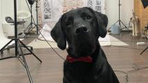 Schulhund