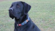 Schulhund